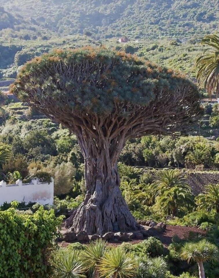 Terraza Centrico Pueblo Aparcamiento Cerca Lägenhet Icod De Los Vinos Exteriör bild